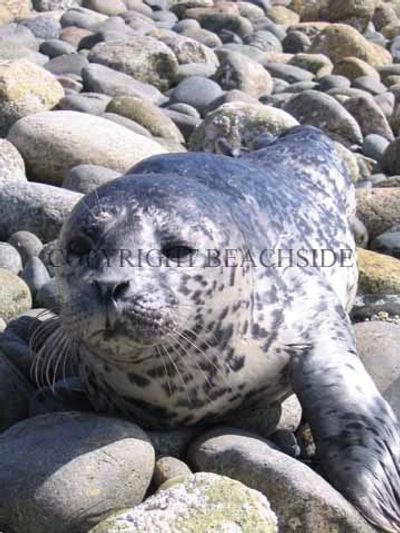 Seal resting on rocky shore.