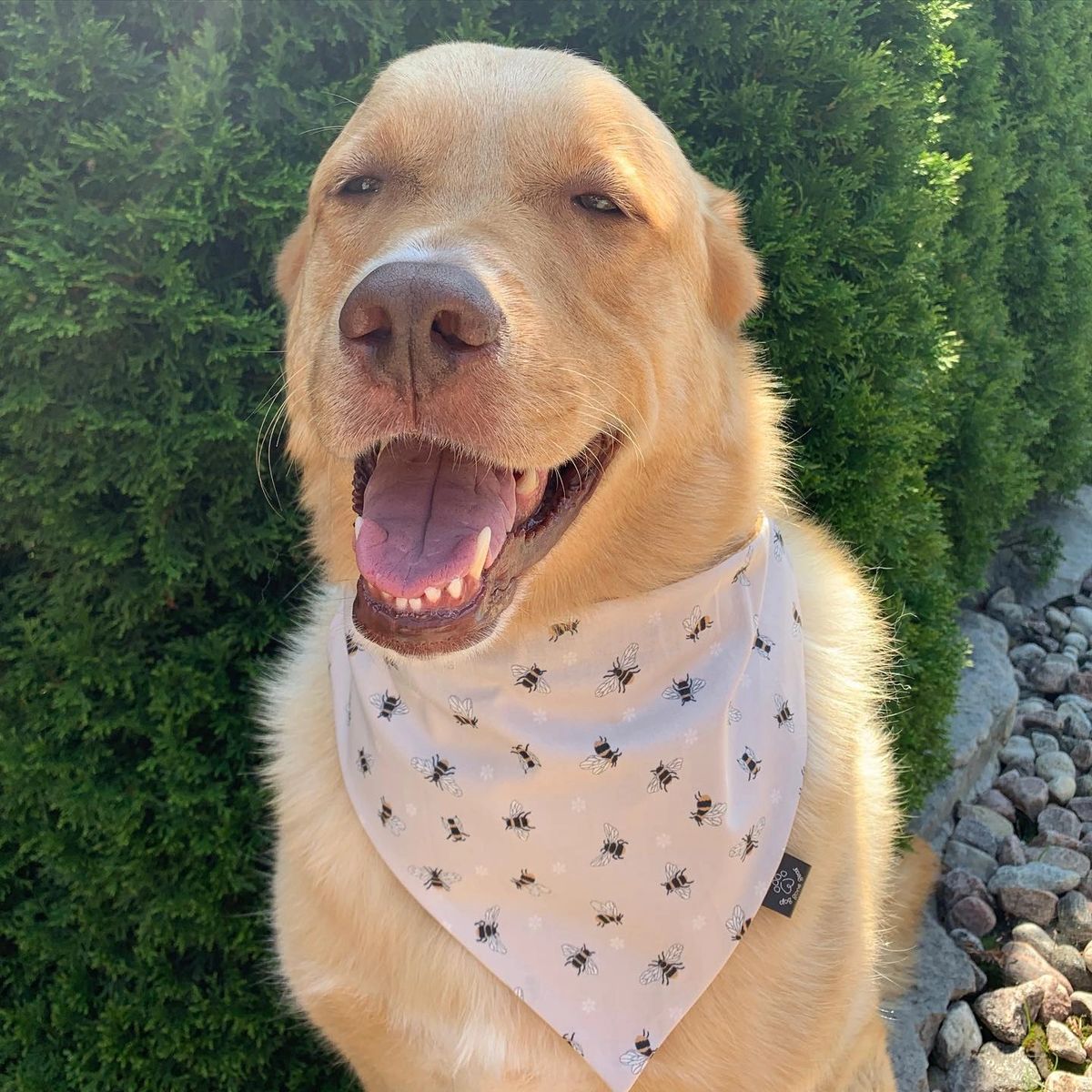 Honey Comb & Bees Dog Bandana