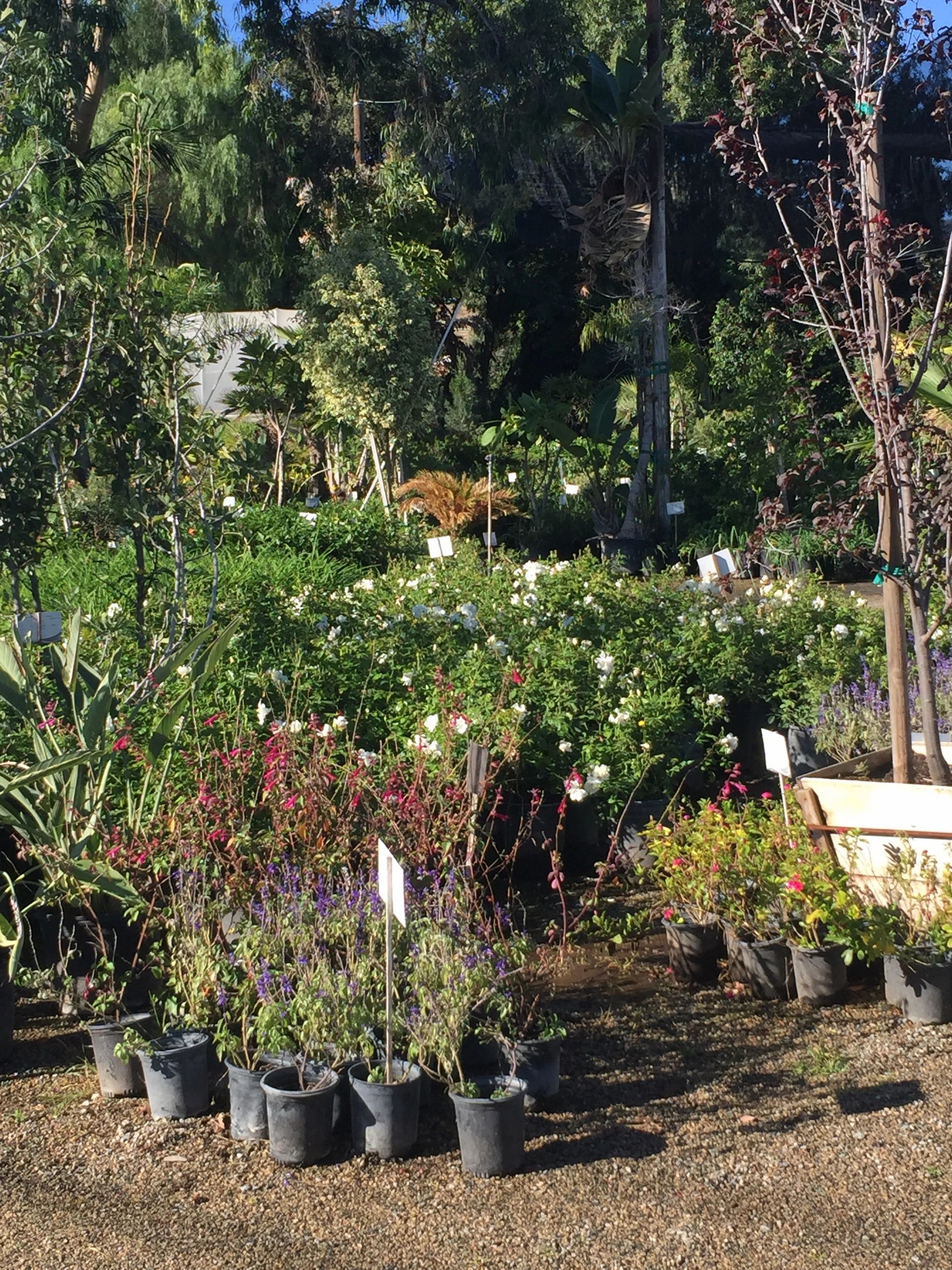 Plant Nursery, Trees 7Oaks Nursery Corona, California