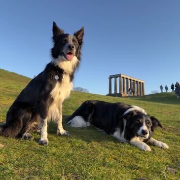 Two Border Collies on grass near an ancient-style monument under a clear sky.