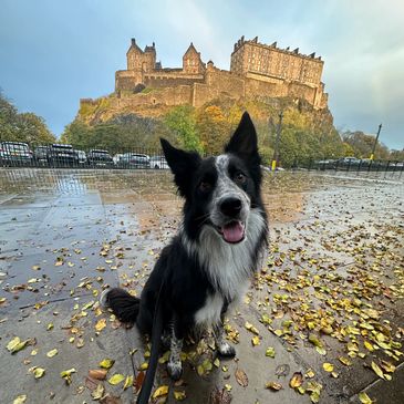 A happy black and white dog sitting on a leaf-covered path with a historic castle in the background.