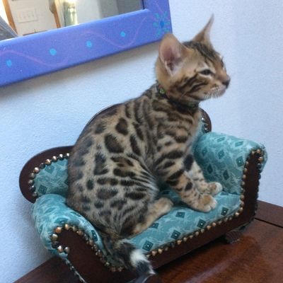 Bengal Kittens for sale near me | Bengal Cats in pa ...