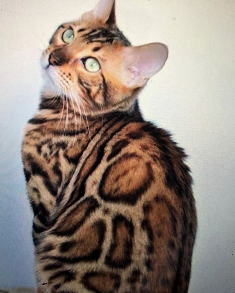 Bengal Kittens For Sale Near Me Bengal Cats In Pa Willow Dream Bengals