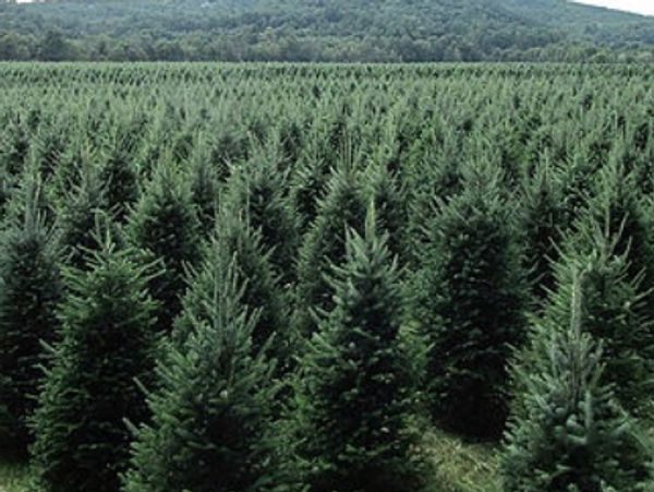 Christmas Tree Farm Delivery