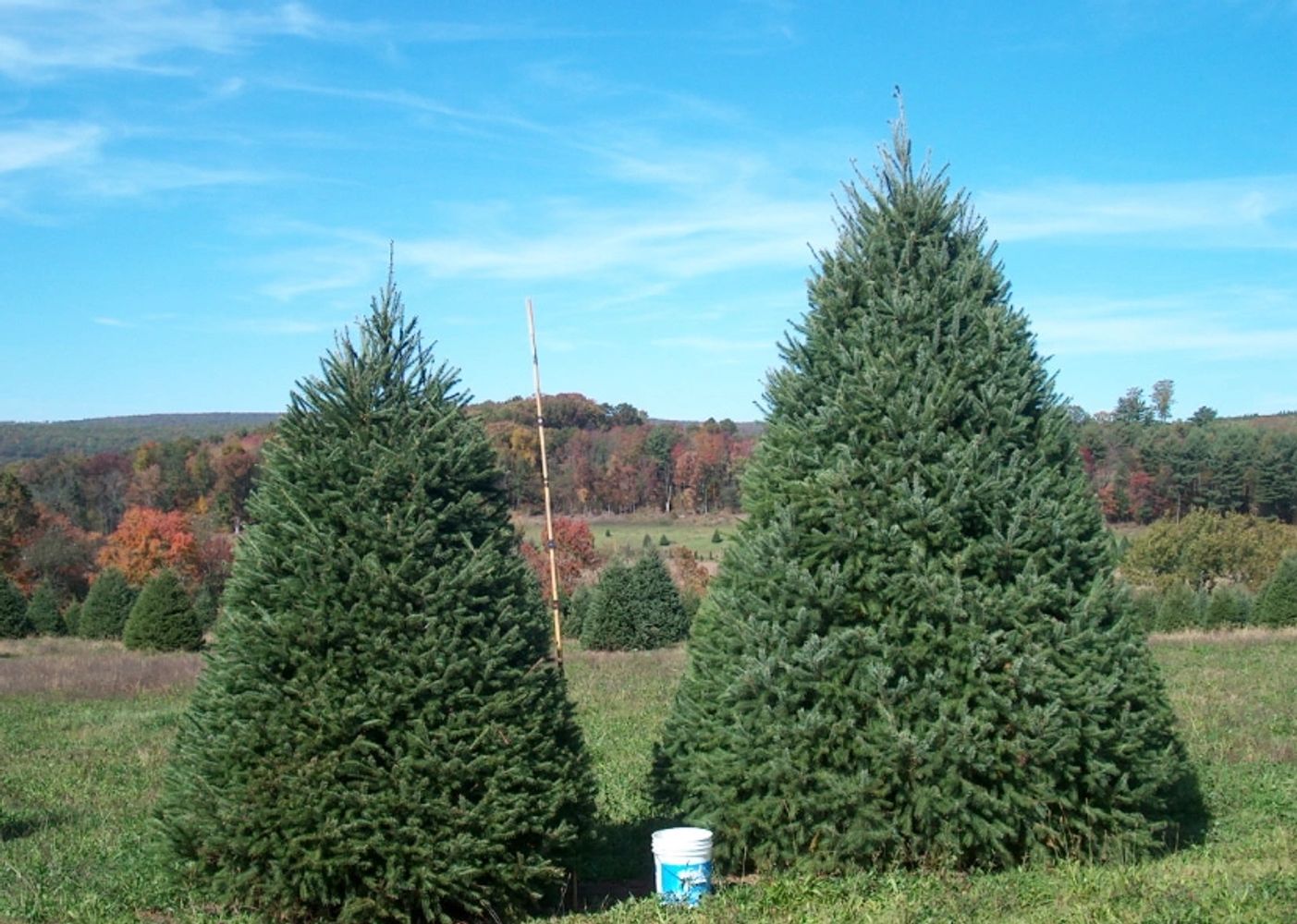 Christmas Tree Farm Delivery