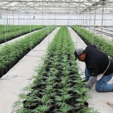 Person tending plants in a large greenhouse.