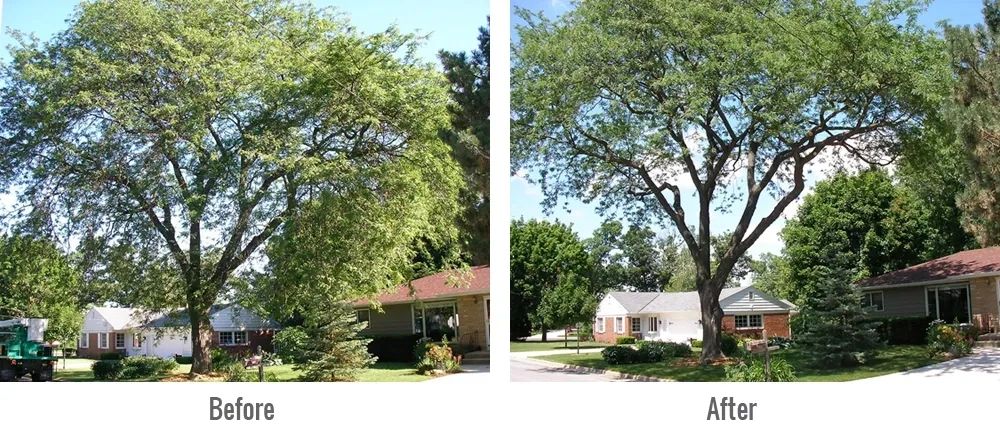 Baltimore Tree Discount Service work site