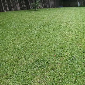 Healthy lush Hanahan lawn Classic Cut ShawnLawn by SHAYS,LLC 