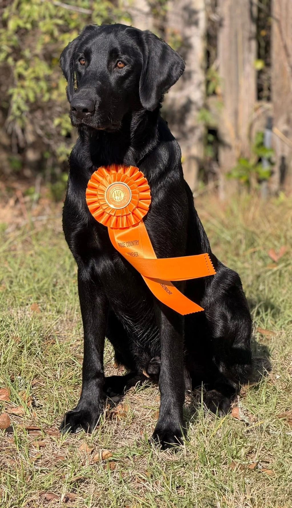 Black Labrador with an orange award ribbon.
