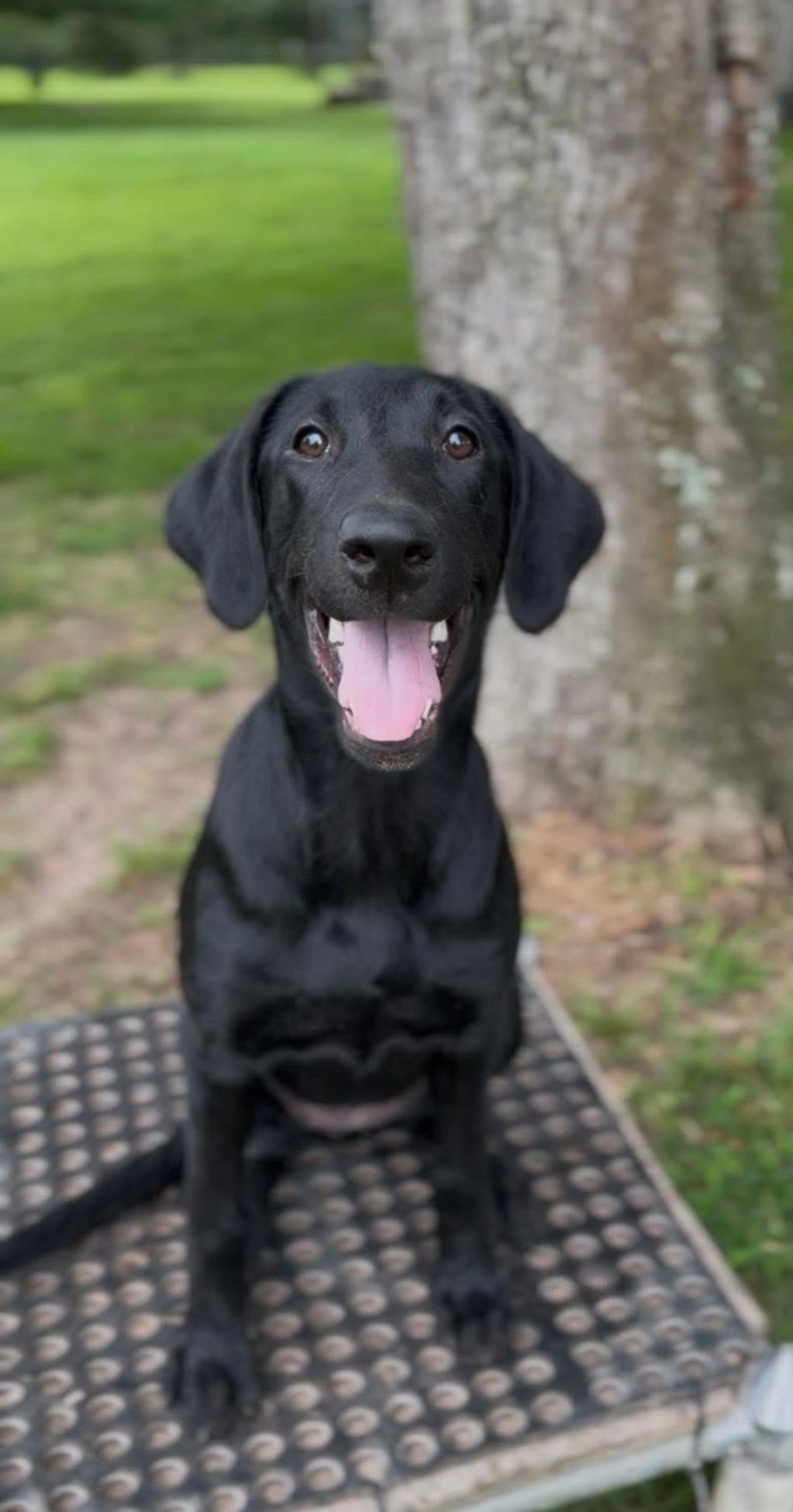 Black Labrador dog smiling outdoors.