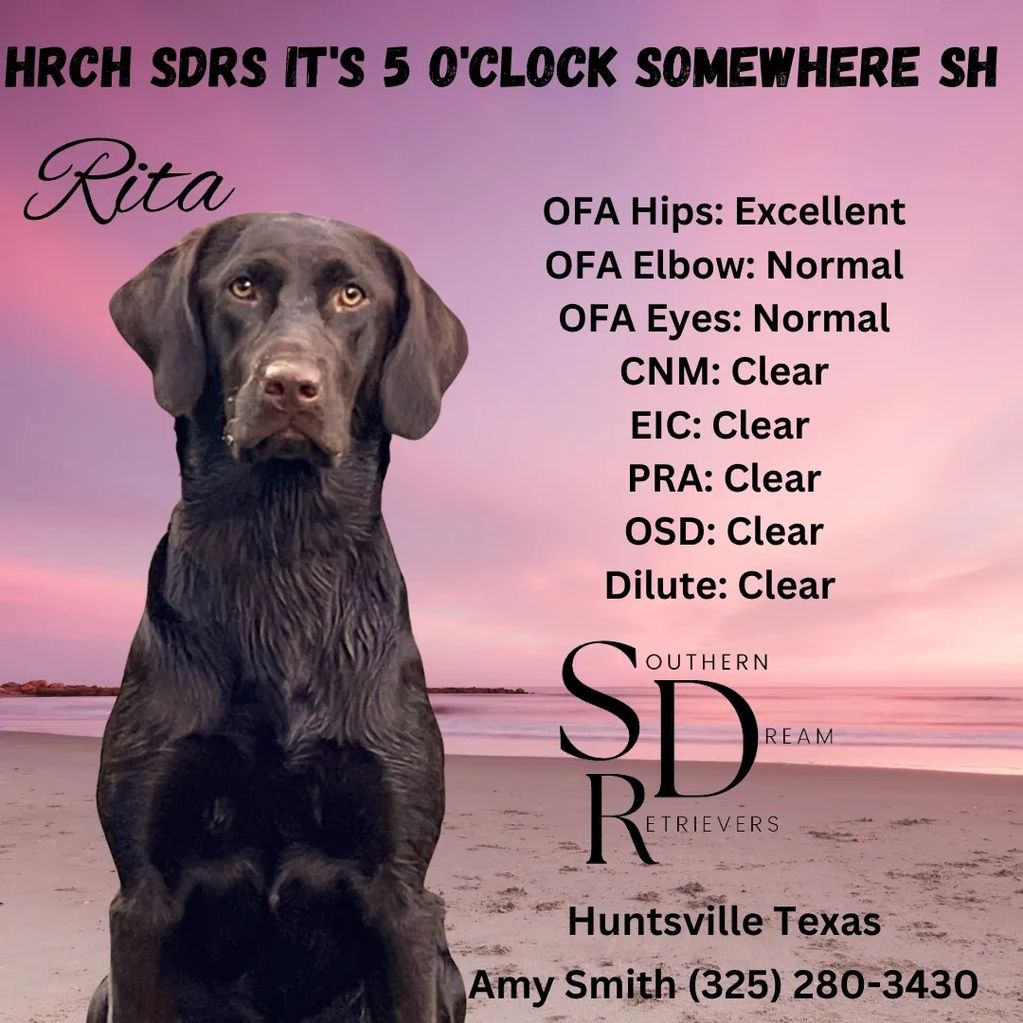 Black Labrador Retriever named Rita with health clearances listed.