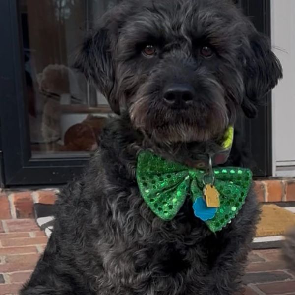 Black dog wearing a green bow tie.