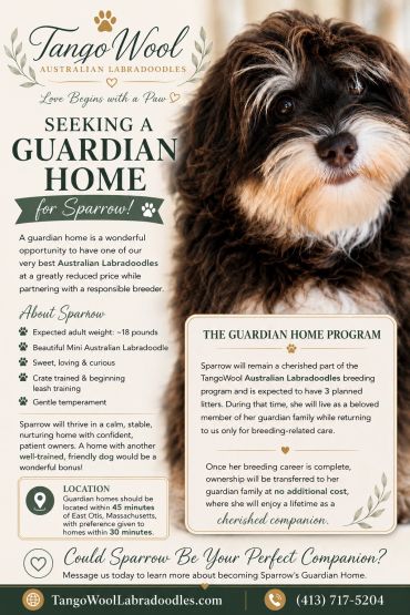 Seeking a guardian home for Sparrow, a Mini Australian Labradoodle.