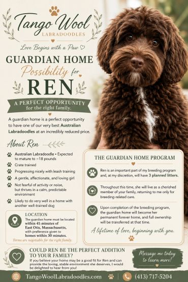 Guardian home opportunity for Ren, an Australian Labradoodle. Loving, trainable, crate trained.