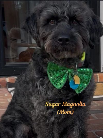 Black dog with a sparkly green bow tie sitting outdoors.