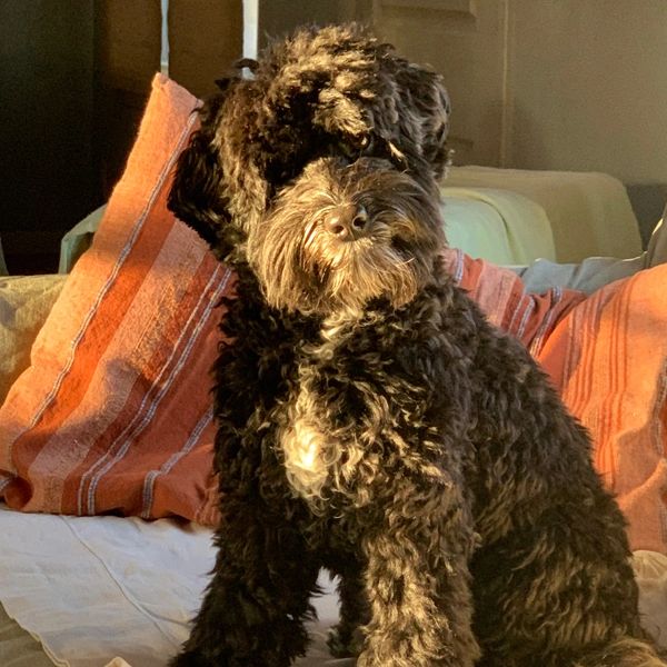 Curly black dog sitting on a bed with orange pillows.
