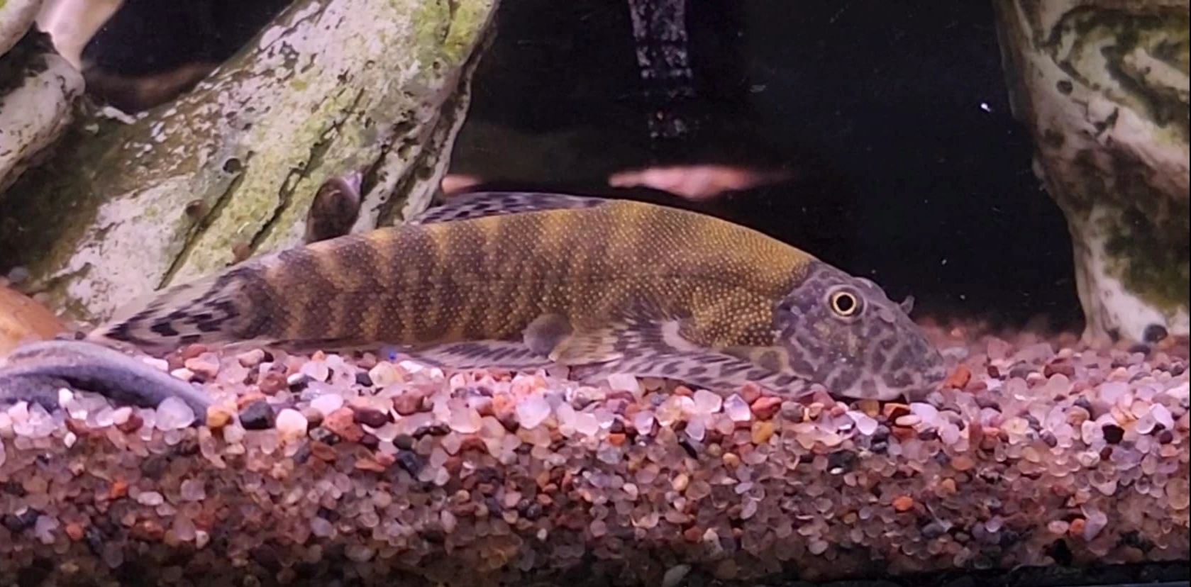 Advanced Aquarium Systems of Green Bay LLC