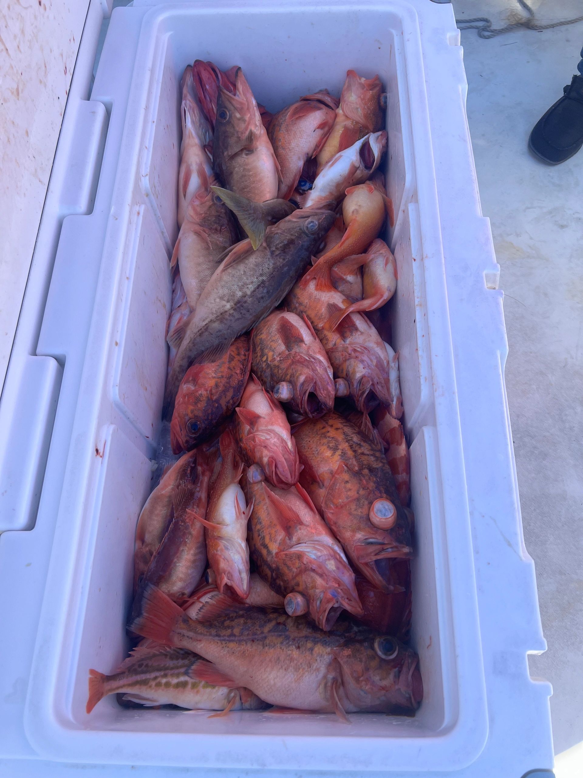 2023 rockfish season is now open! Great eats coming over the rail