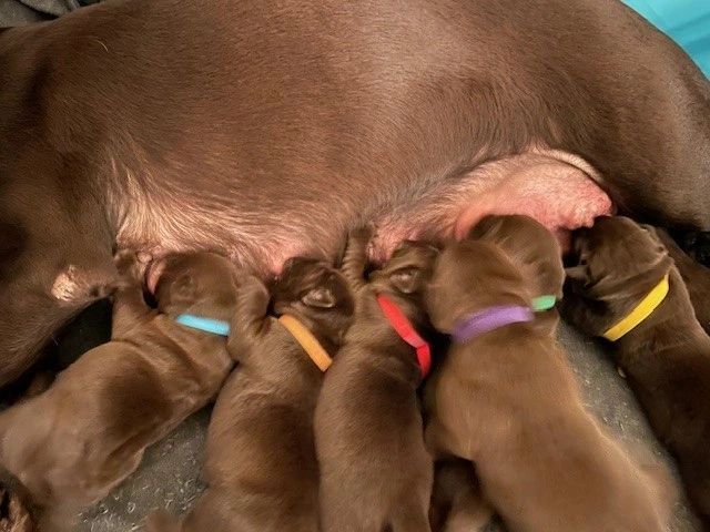 This is a litter of all chocolate championship, English labs that are eating from mom & are newborns