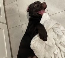 Scarlet is our smallest lab, but she is ALL lab.  She is smart and silly and just so much fun!