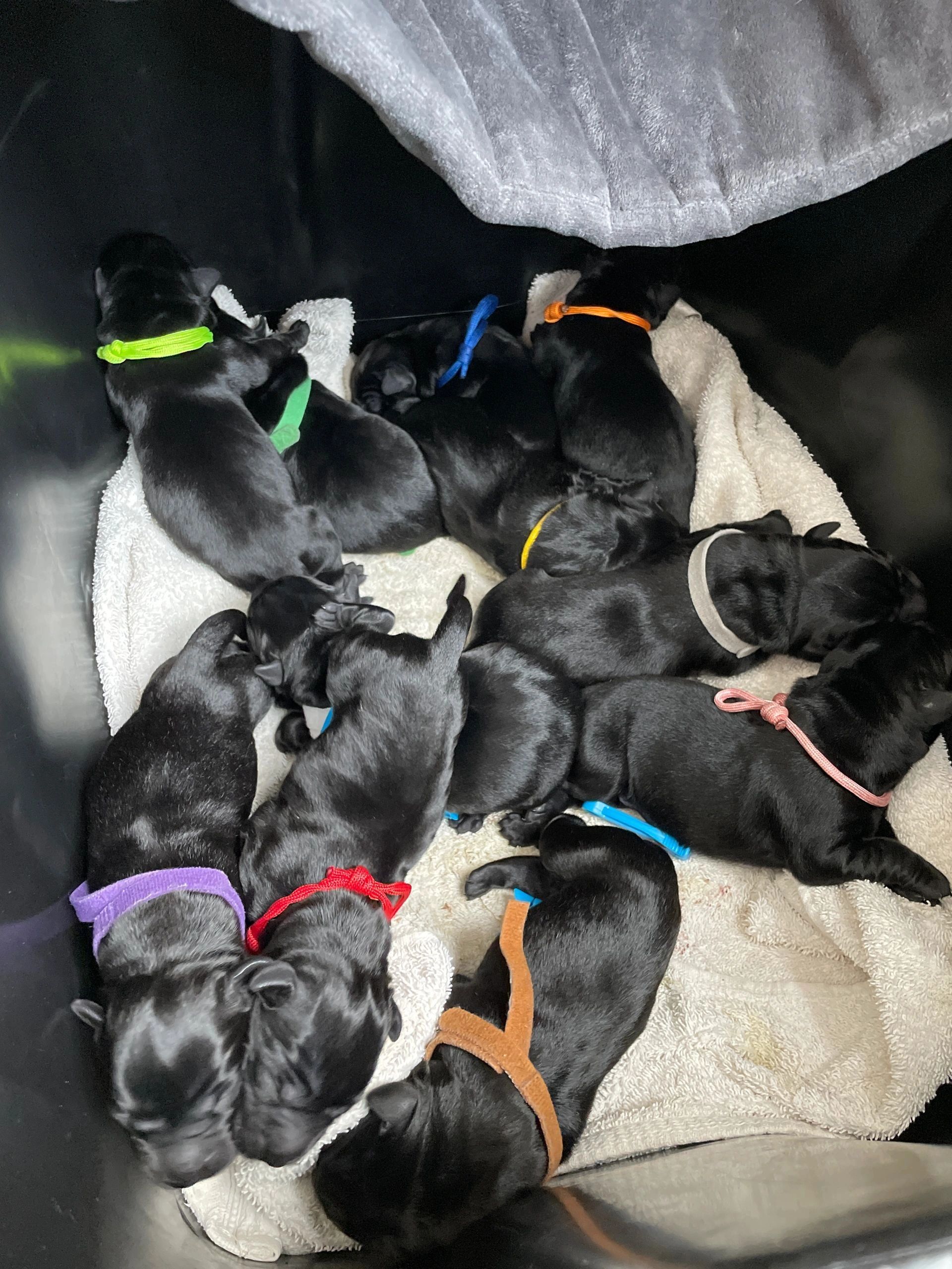 A newborn litter of 11 black labs laying in a bucket all have different color cord around their neck