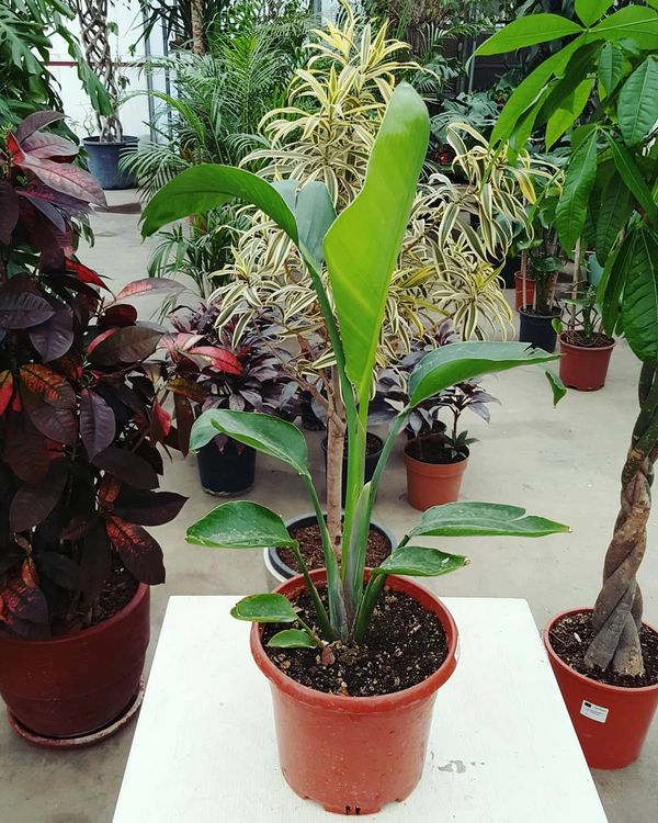 Palmiye Botanik Bursa - İç Ve Dış Mekan Bitkileri, Peyzaj Hizmetleri