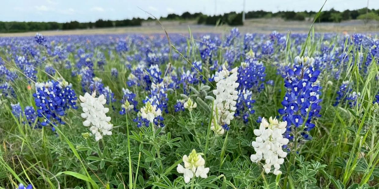 A vibrant field of blue and white wildflowers under a clear sky.