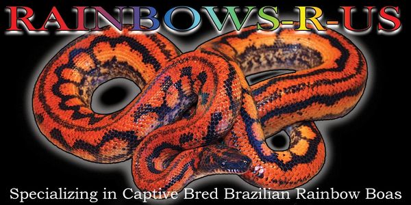 Rainbow Boa, Brazilian Rainbow Boa, rainbow_boa, Rainbows-R-Us