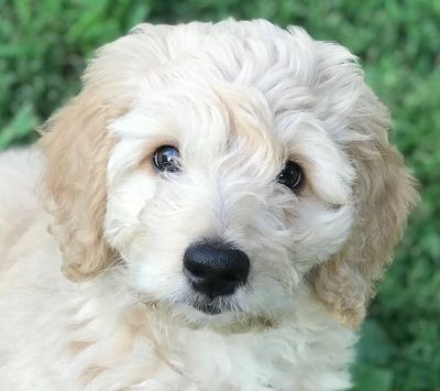 One of Lacey's Goldendoole puppies at nearly four months old. Photo from the new owner.