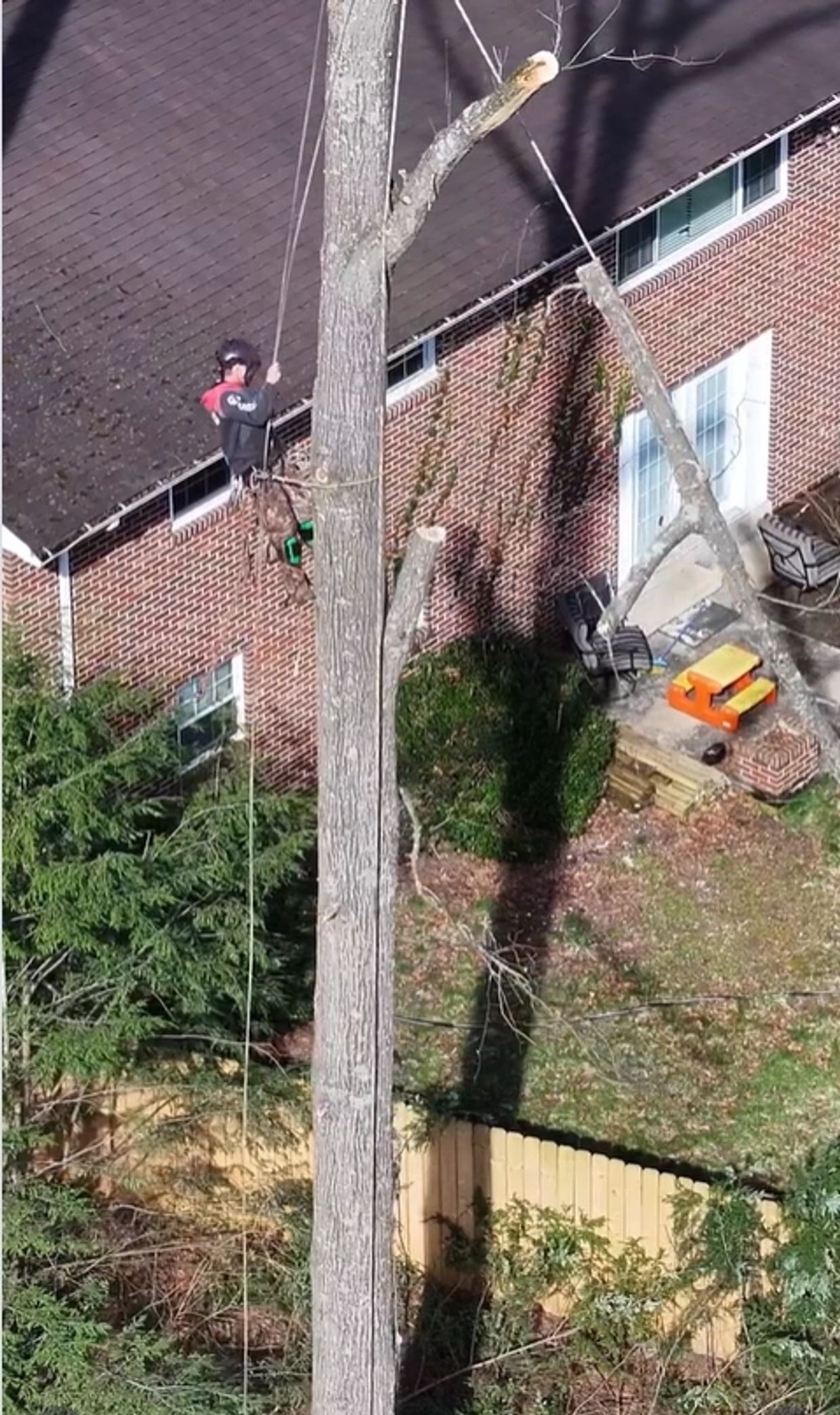 Tommy "Spider" Shipley taking on a giant oak overhanging 3 structures and power lines.
