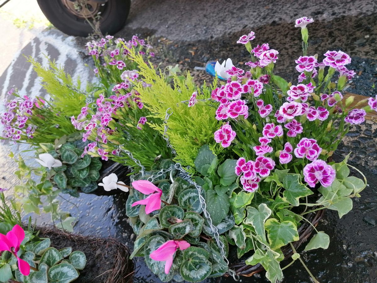 late summer hanging baskets