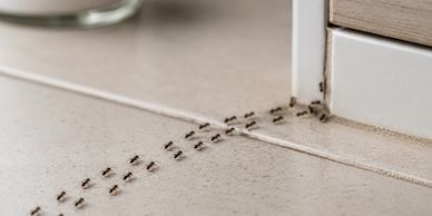 A line of ants crawling on floor near a door.
