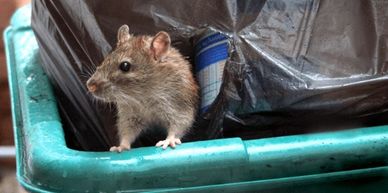 A rat peeking out of a trash bin.