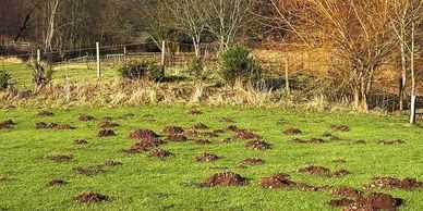 Multiple molehills scattered across a green field.