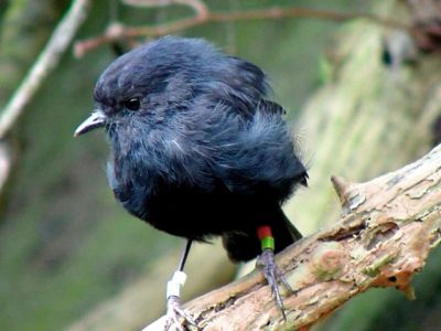 A small dark bird perched on a branch.
