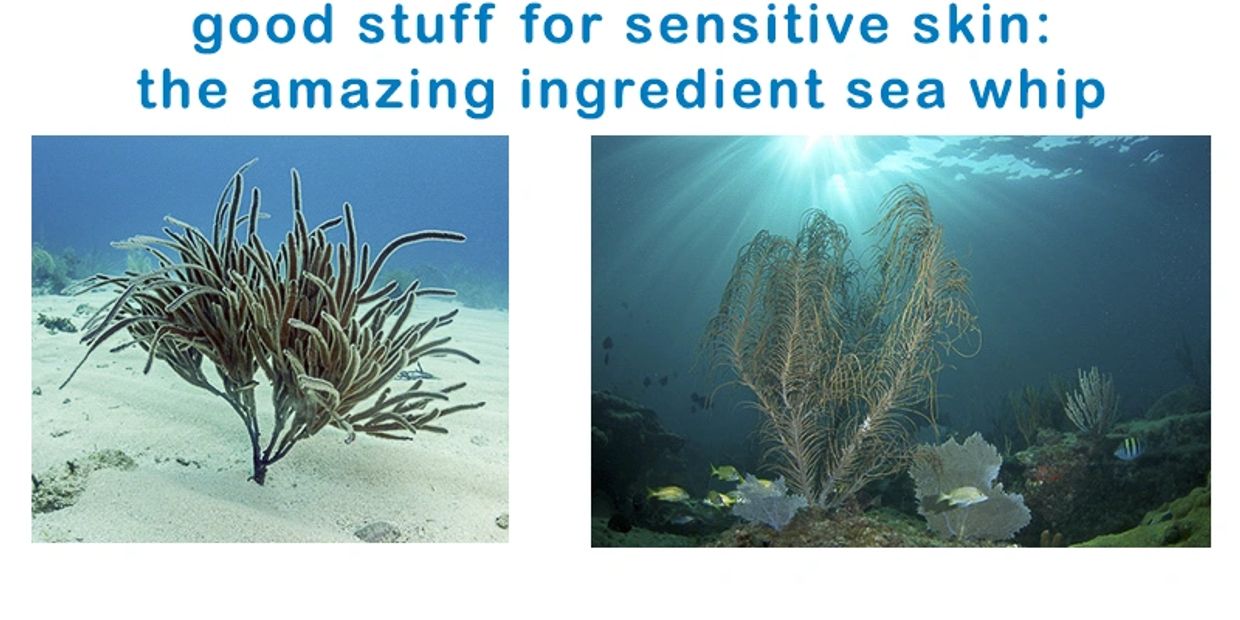 Good Stuff for Sensitive Skin: Sea Whip
