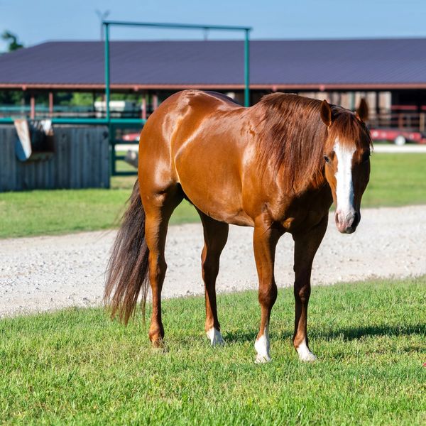 A brown horse with a white face standing on grass near a farm building.