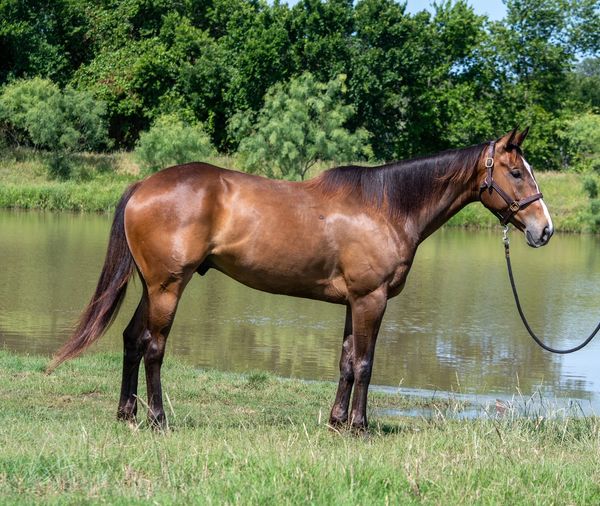 A brown horse stands on grass near a pond surrounded by trees.