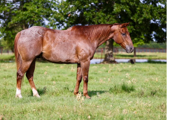 Red Roan Gelding for sale in Stephenville, Texas. Rope and ranch horse. Low Arrow Performance Horses