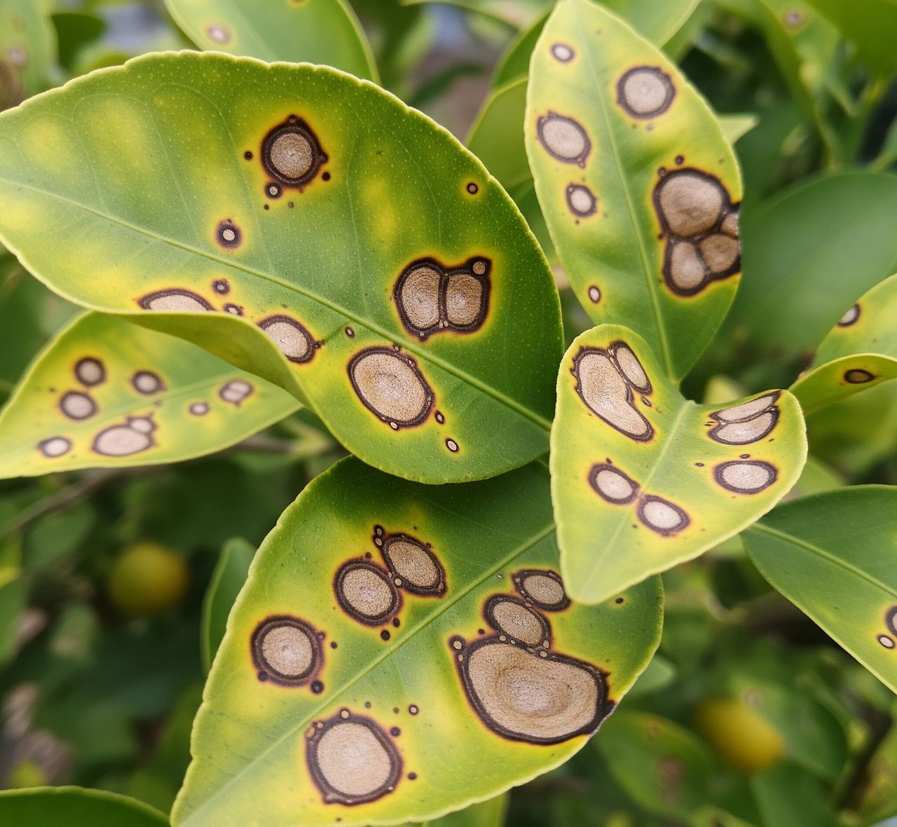 Brown Spots on Citrus Leaves? Here Are Fixes for San Diego Trees