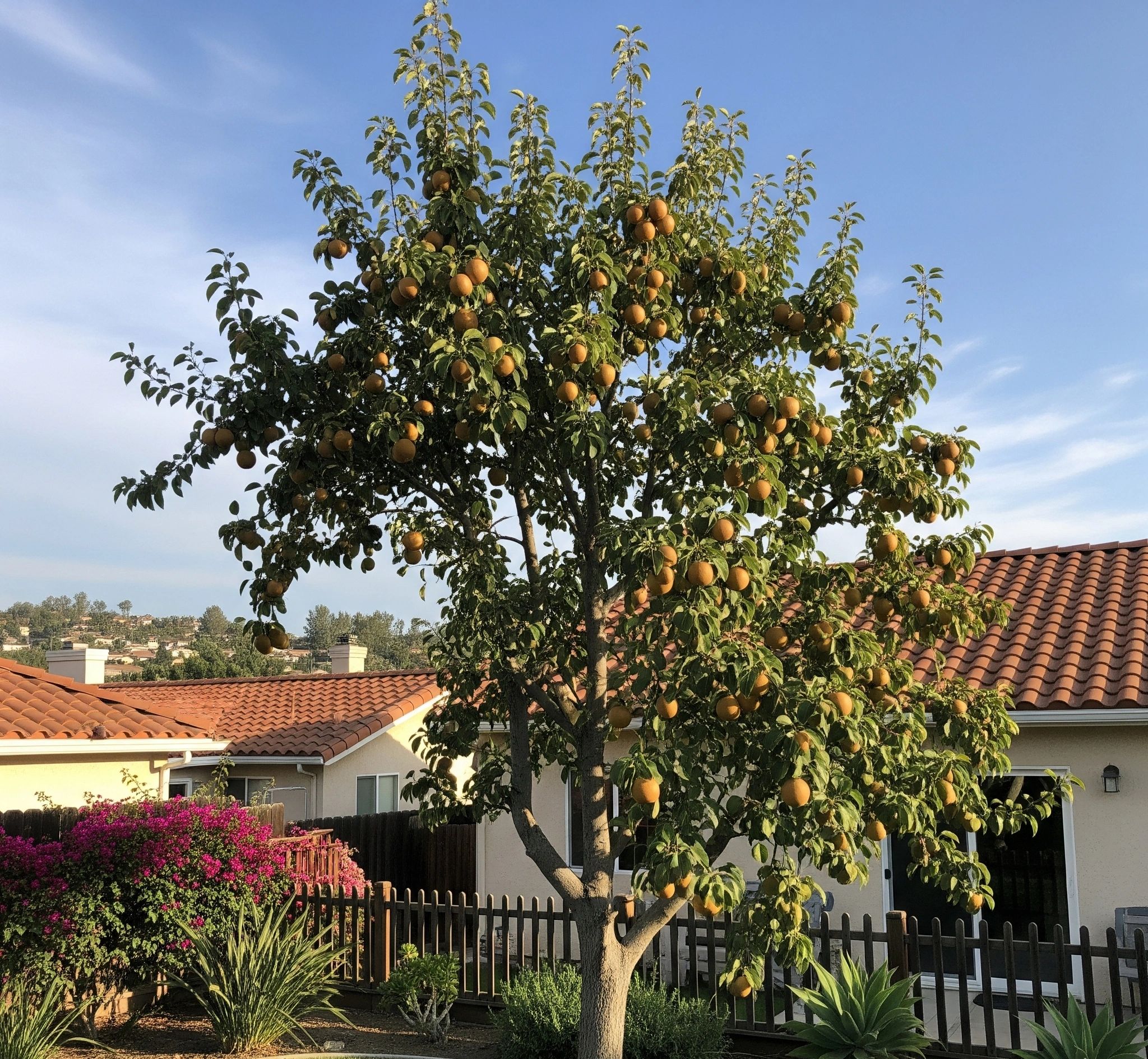 Why Asian Pear Trees Are a Perfect Fit for University City, CA