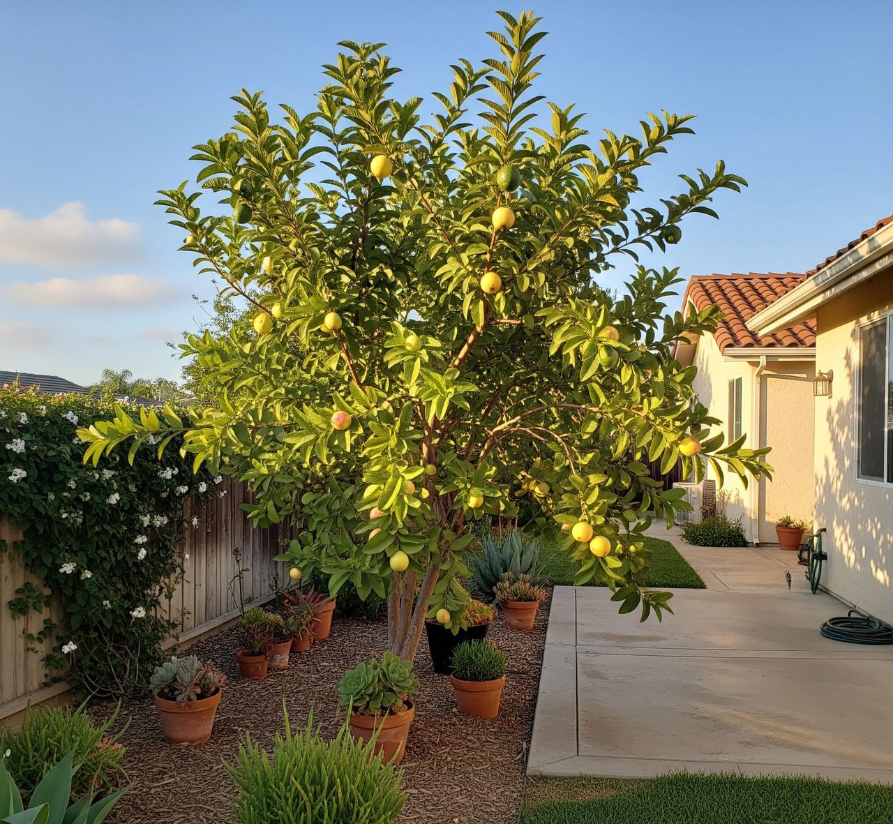 Beaumont Guava Tree: The Tropical Jewel of Rancho San Diego, CA