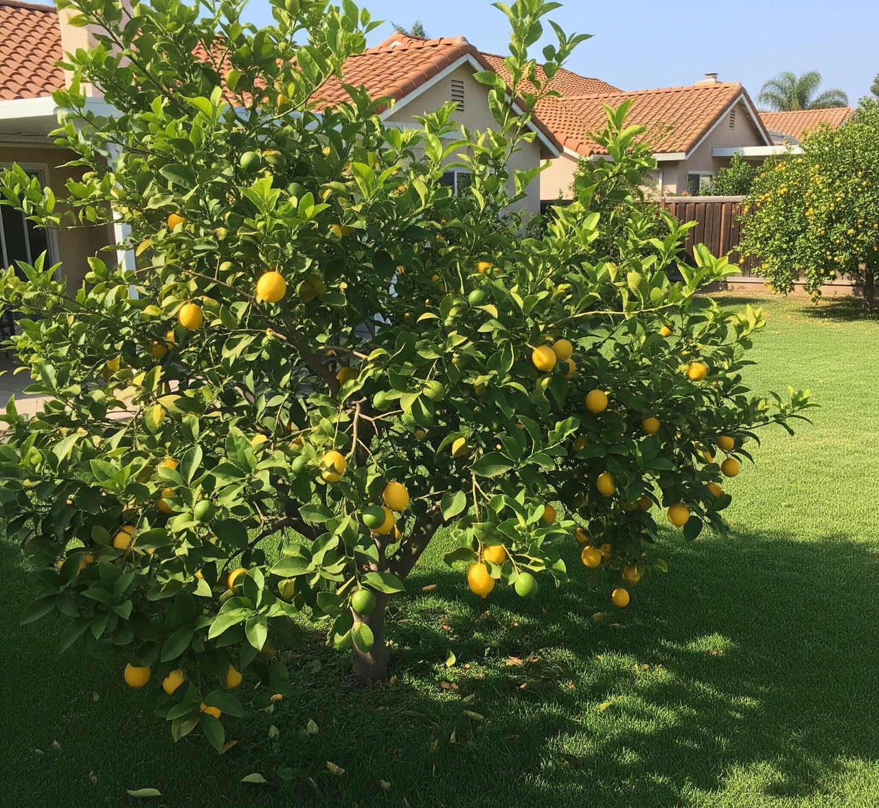 Why the Sorrento Lemon Tree is the Golden Treasure of Lemon Grove