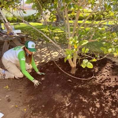 Fruit Tree Planting Service San Diego - Expert Installation