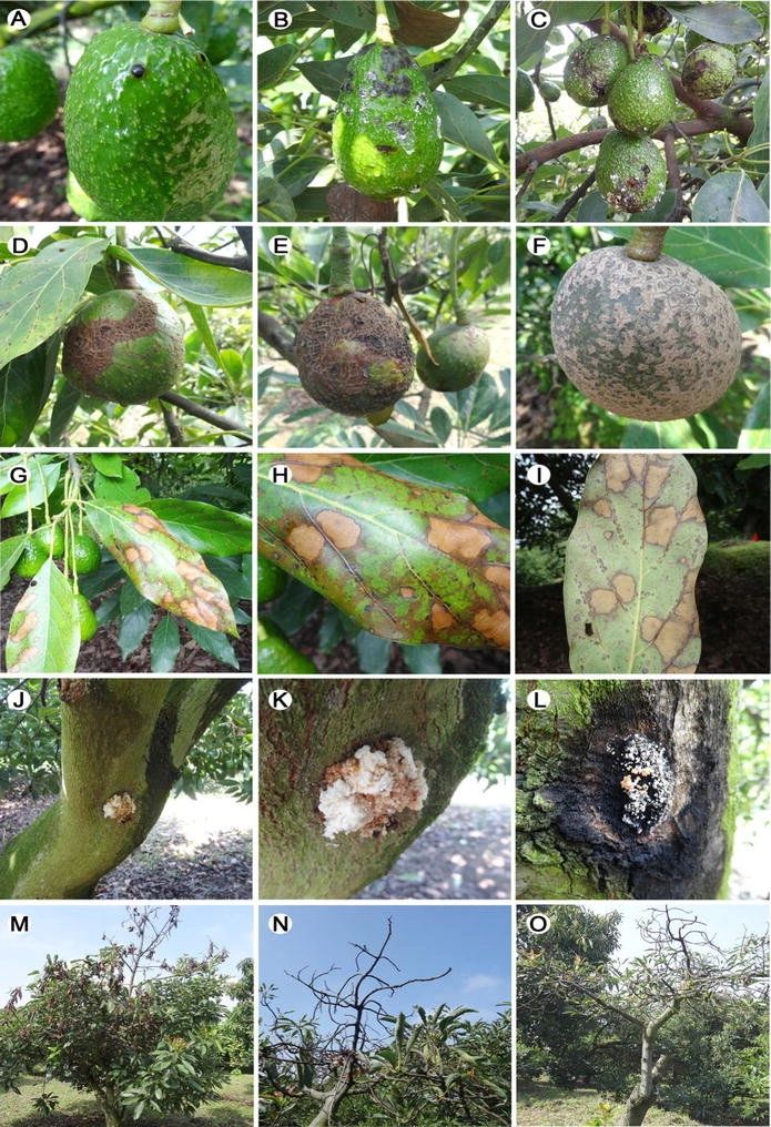 carolina allspice plant Carolina Allspice Plant for Sale Online