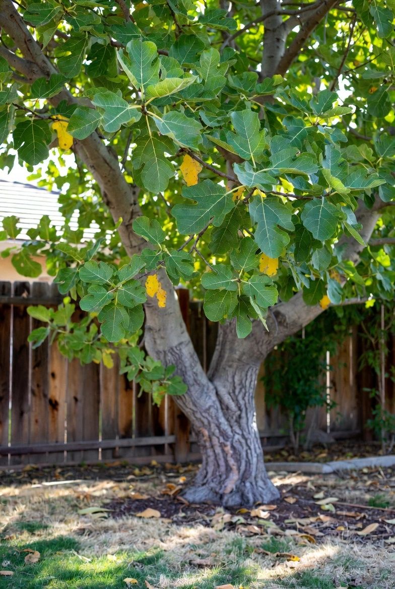 Why Panaché Fig Trees Are the Crown Jewel of Poway, CA Gardens 🍭