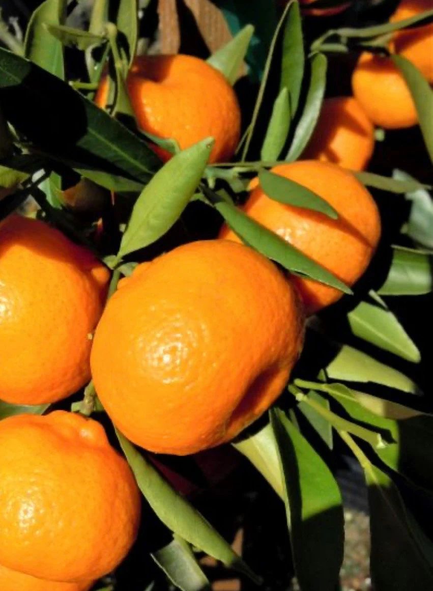 Tiny Fruit, Big Flavor, Local Love: Kishu Mandarin in North Park