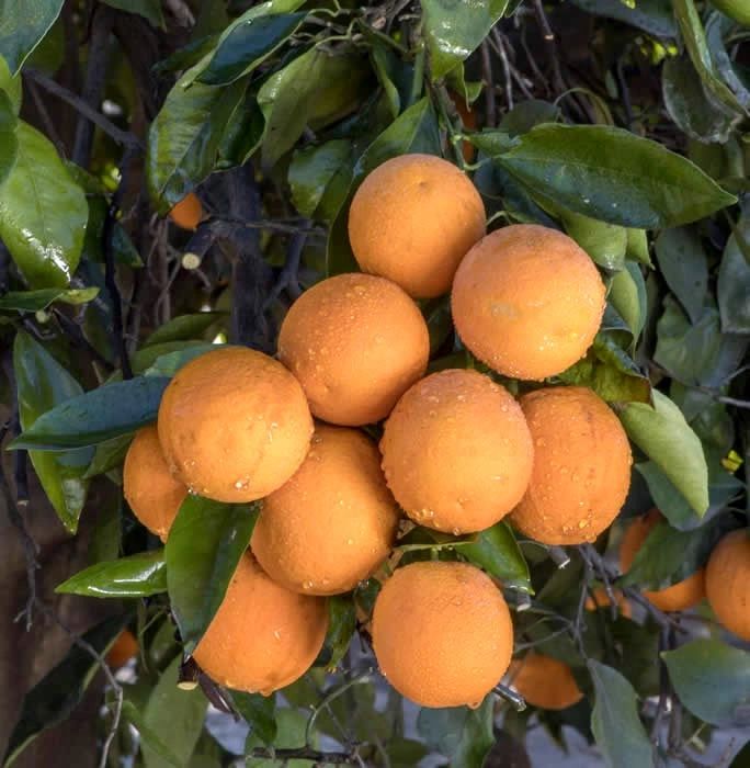 その他 street no.233 234 235 236 237 271 FRUiTS Citrus-Mandarin-W.-Murcott-
