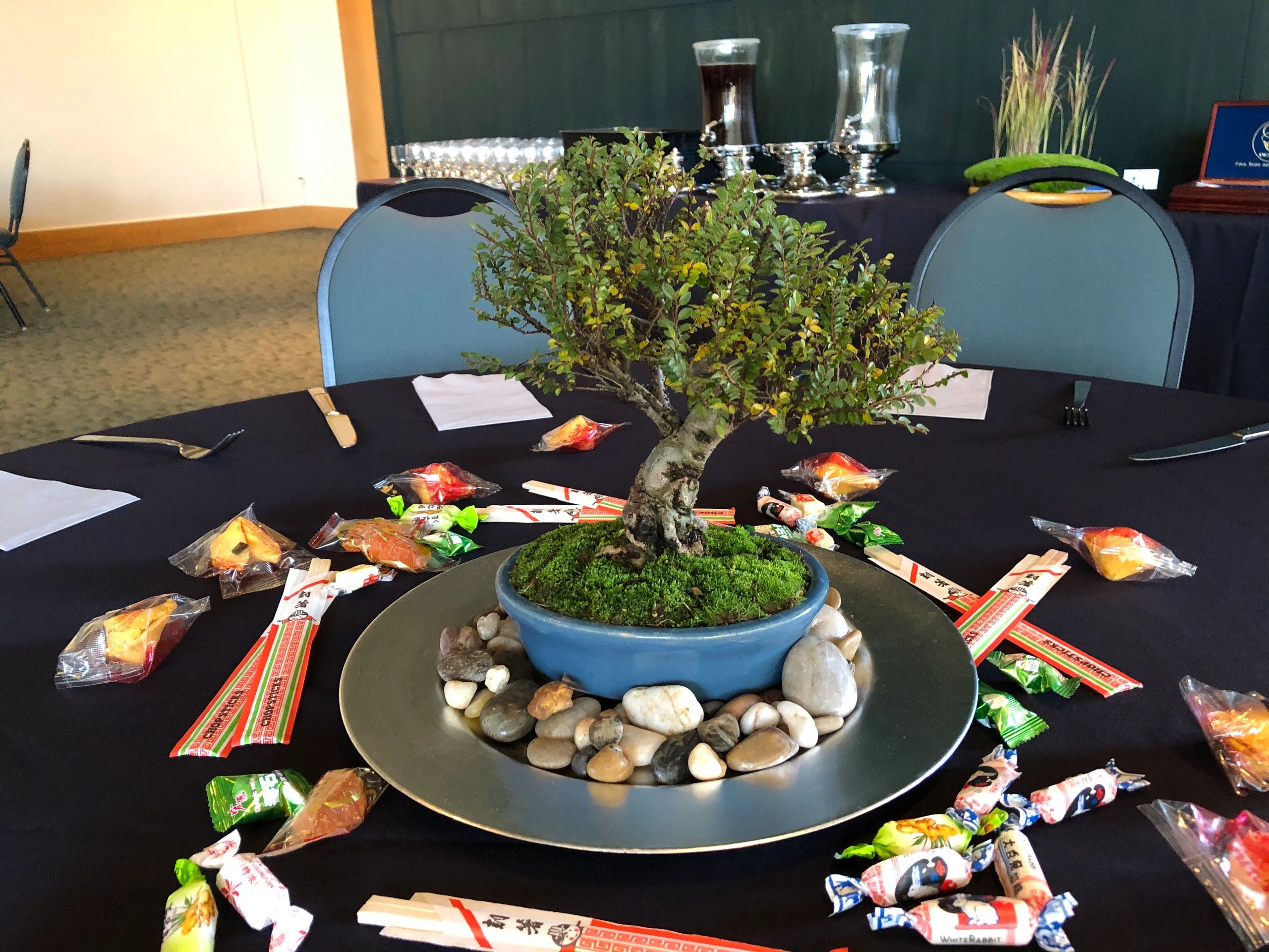 wisteria bonsai anzucht Wisteria Bonsai seeds, Purple Rain Bonsai seeds, fun and easy to grow –  Helen's Greenhouse