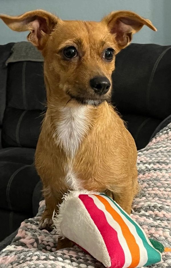 Elly Mae 
Chiweenie Dam